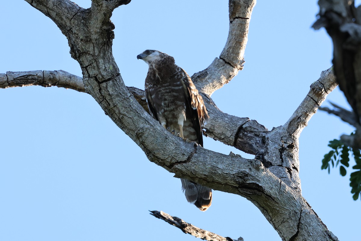 Madagascar Harrier-Hawk - ML638572940