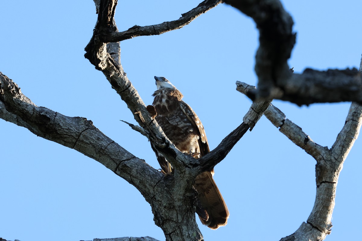 Madagascar Harrier-Hawk - ML638572952