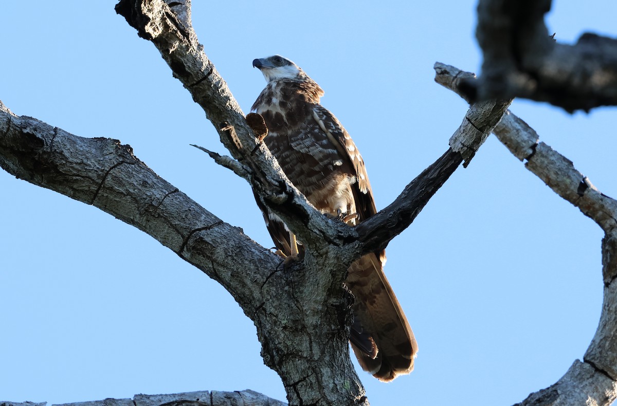 Madagascar Harrier-Hawk - ML638572962