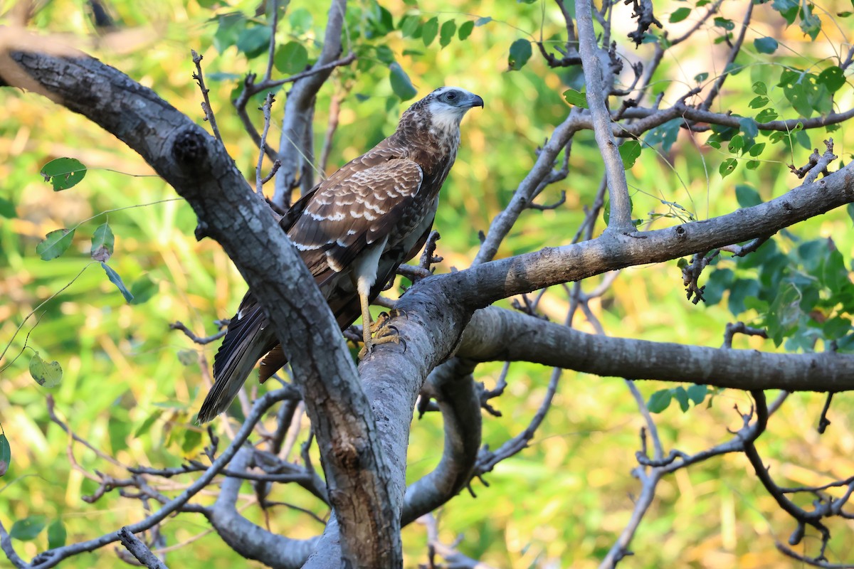 Madagascar Harrier-Hawk - ML638572978