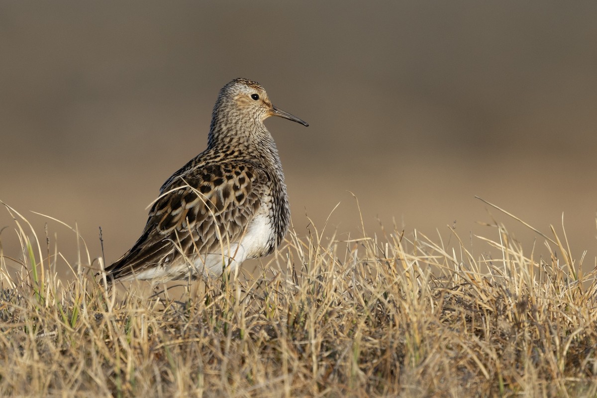 Pectoral Sandpiper - ML638572995