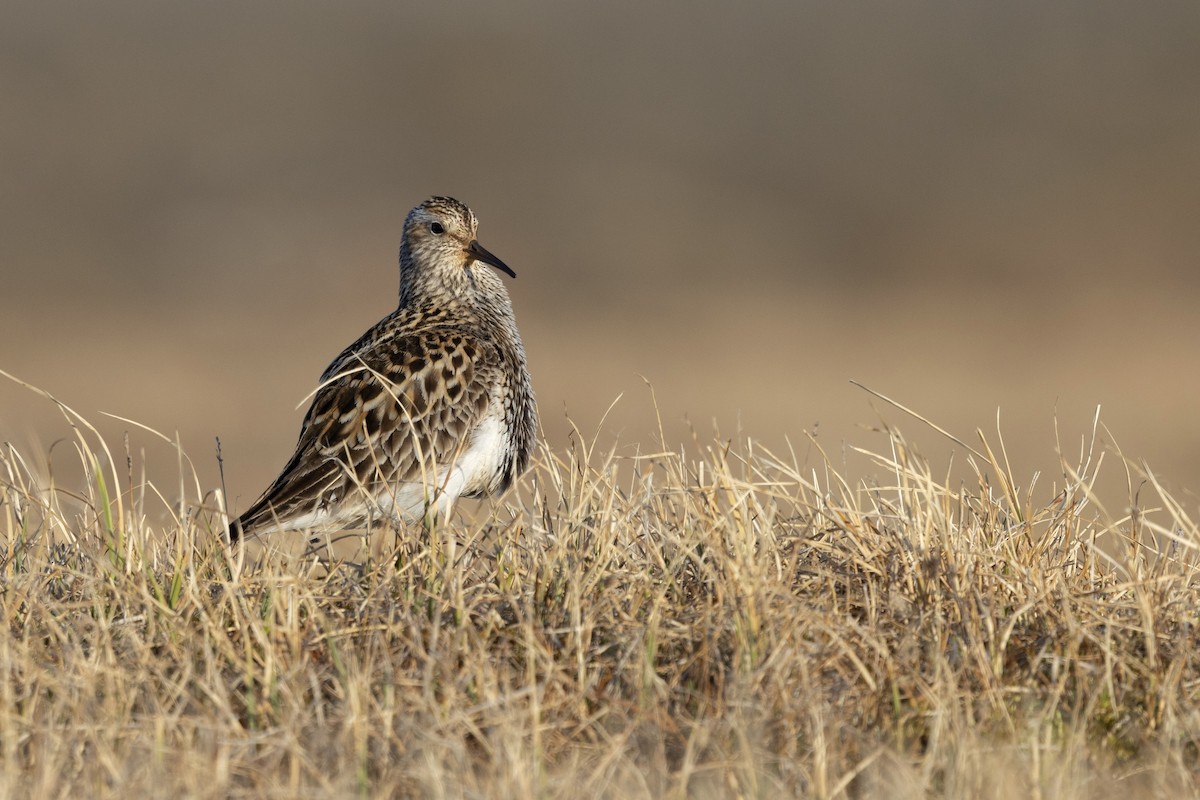 Pectoral Sandpiper - ML638572997