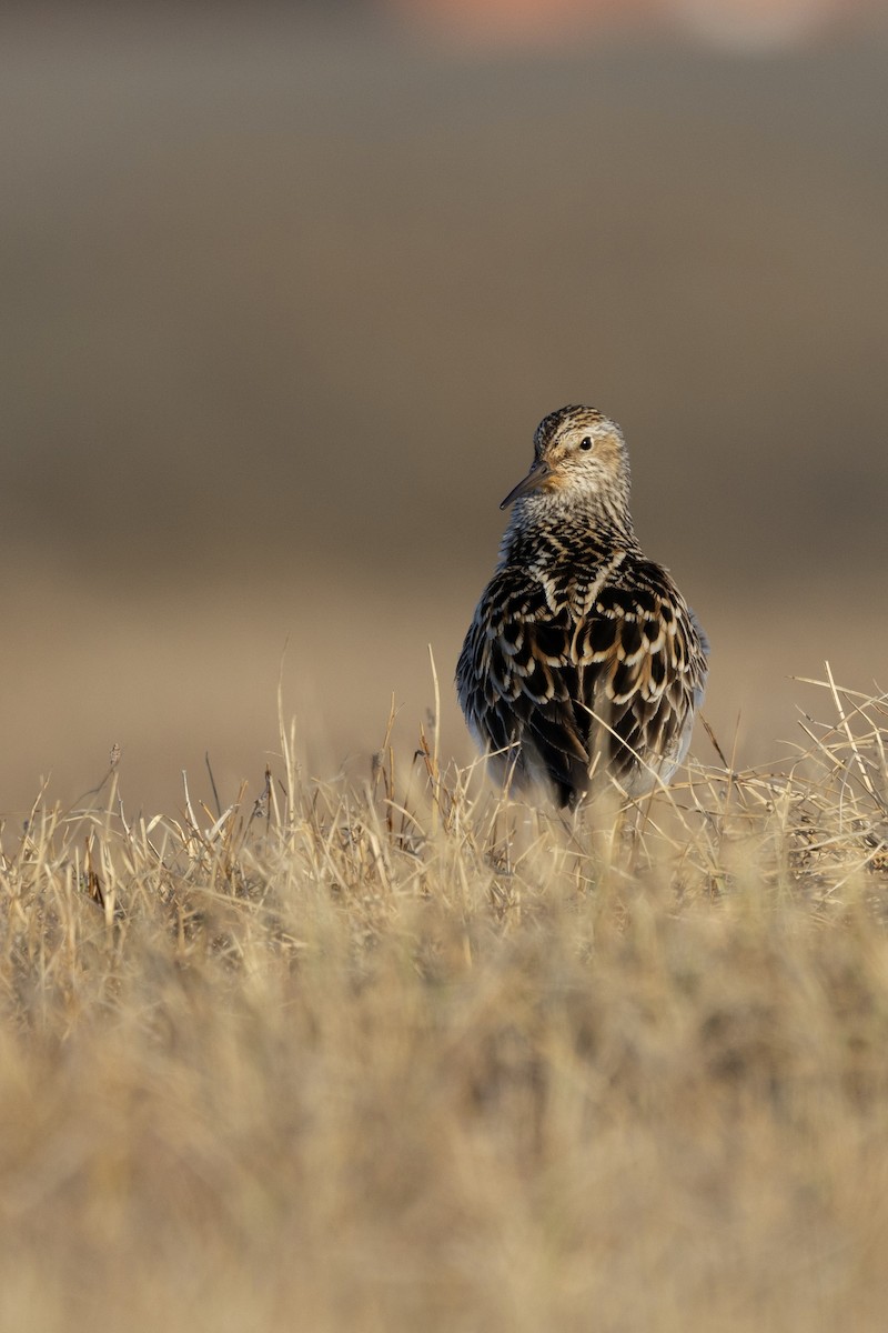 Pectoral Sandpiper - ML638572999