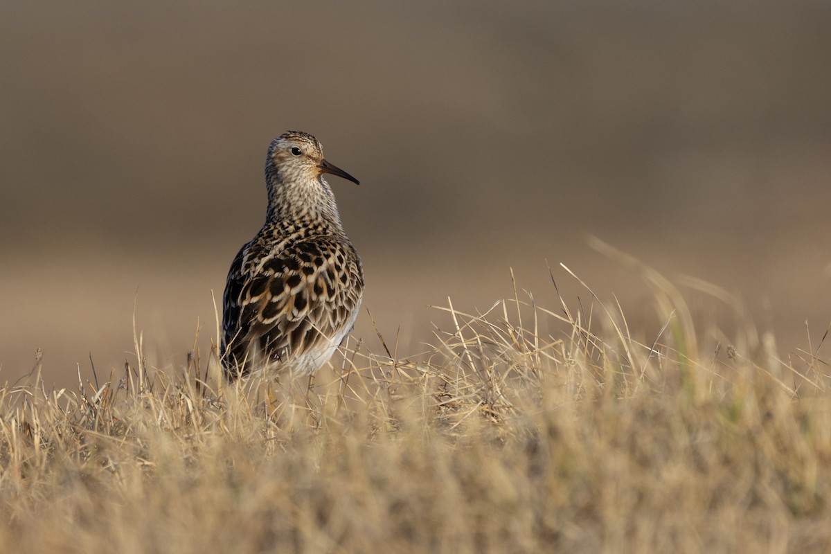 Pectoral Sandpiper - ML638573000