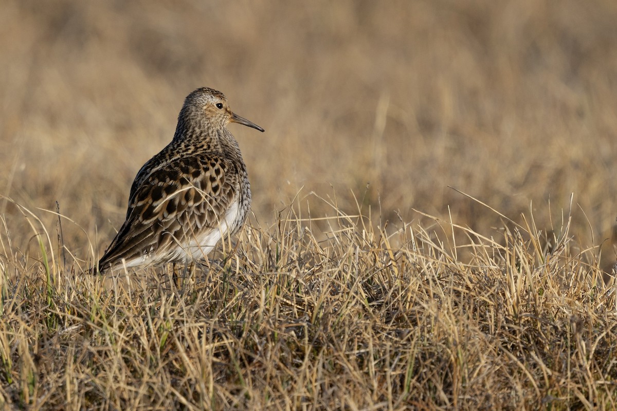 Pectoral Sandpiper - ML638573001
