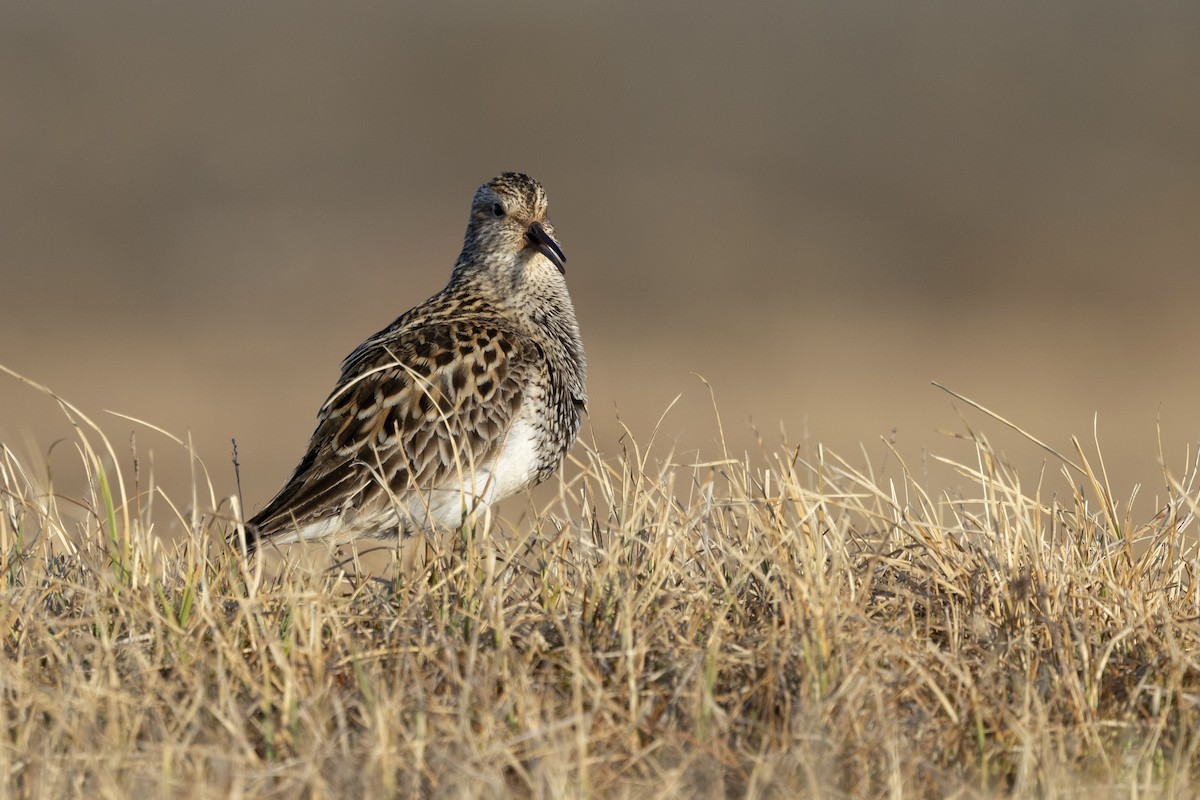 Pectoral Sandpiper - ML638573002