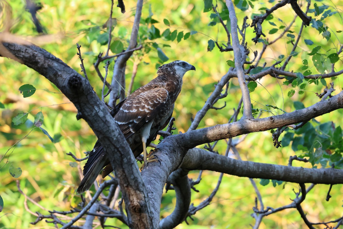 Madagascar Harrier-Hawk - ML638573010