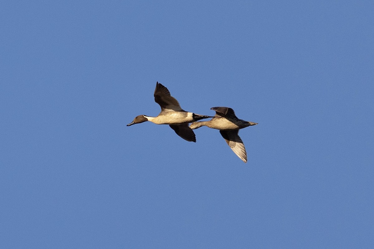 Northern Pintail - ML638573031
