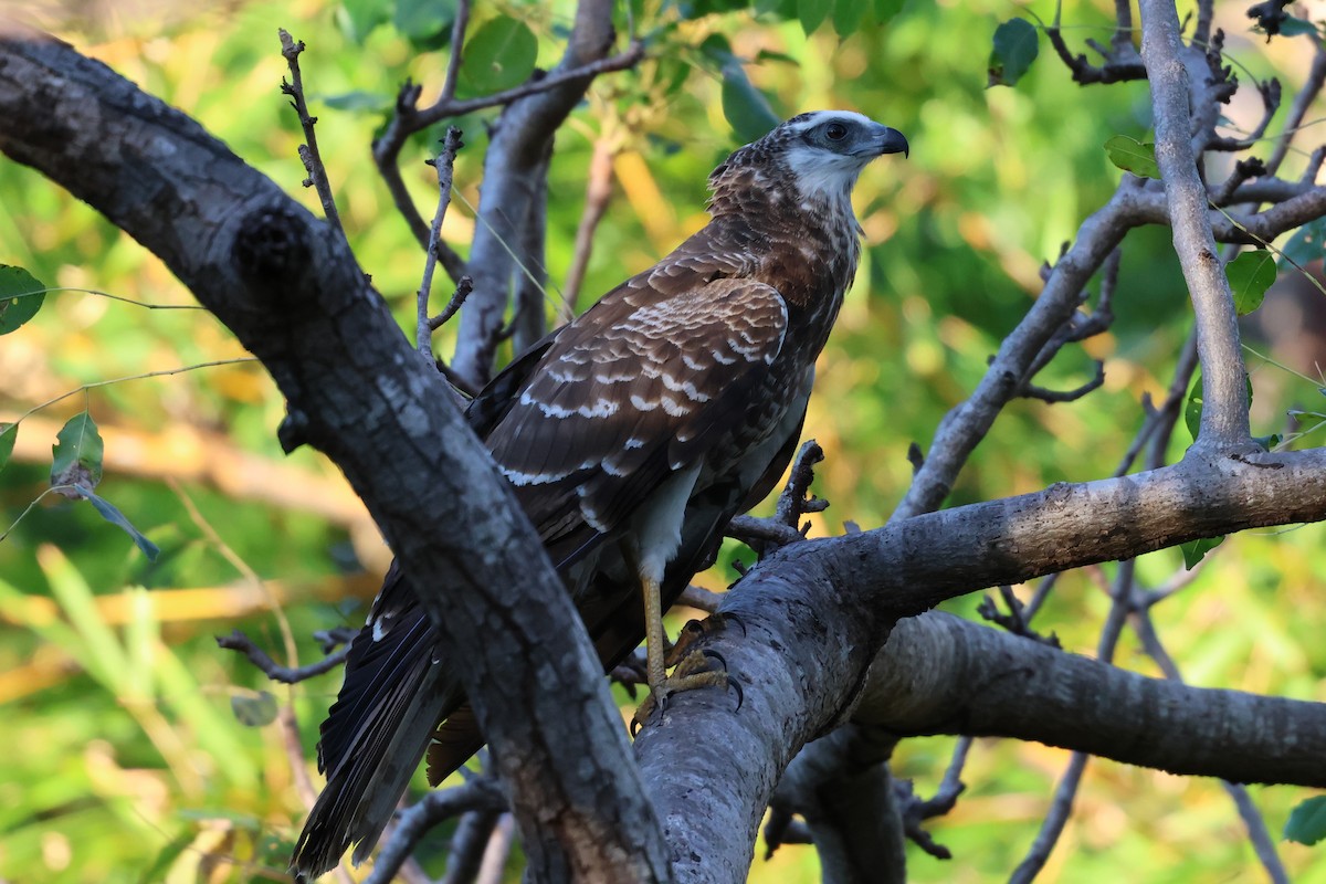 Madagascar Harrier-Hawk - ML638573033
