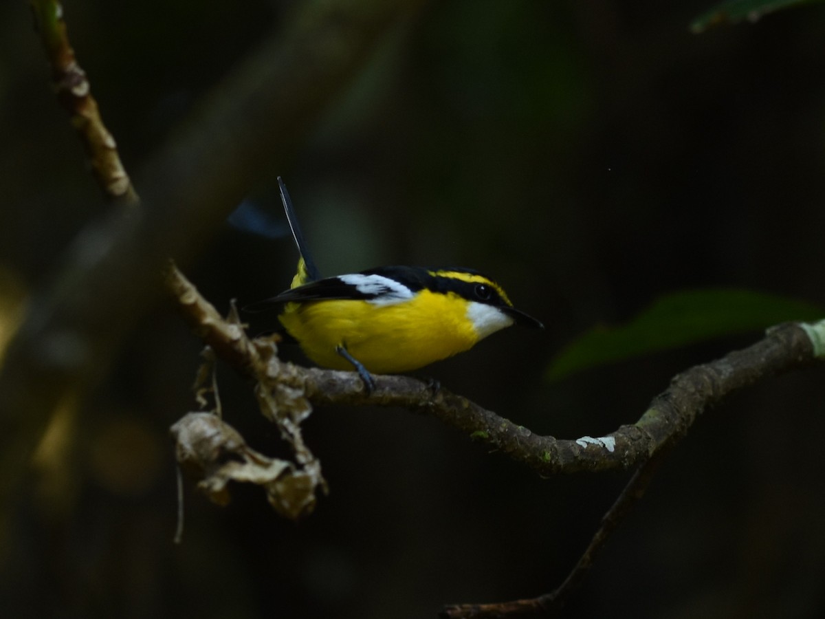 Yellow-breasted Boatbill - ML638573037