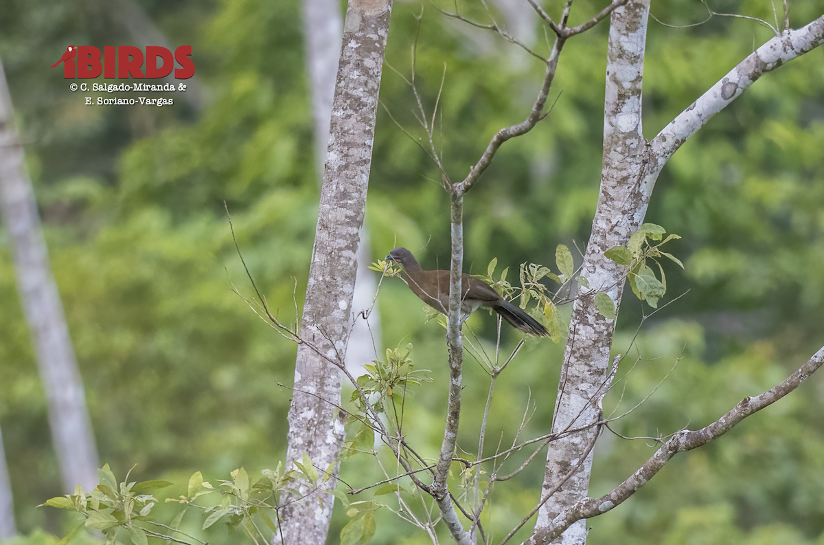 Gray-headed Chachalaca - ML638573038