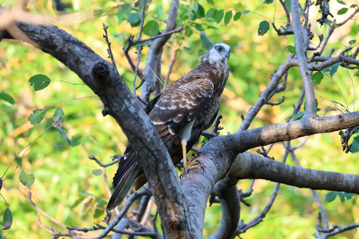 Madagascar Harrier-Hawk - ML638573046