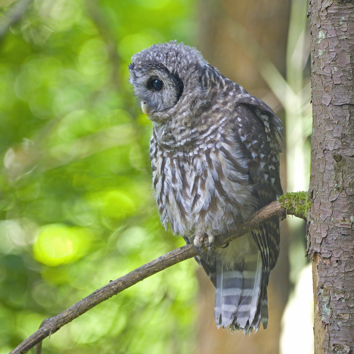 Barred Owl - ML638573057