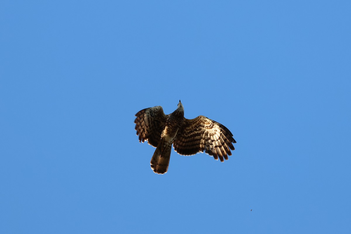 Madagascar Harrier-Hawk - ML638573065