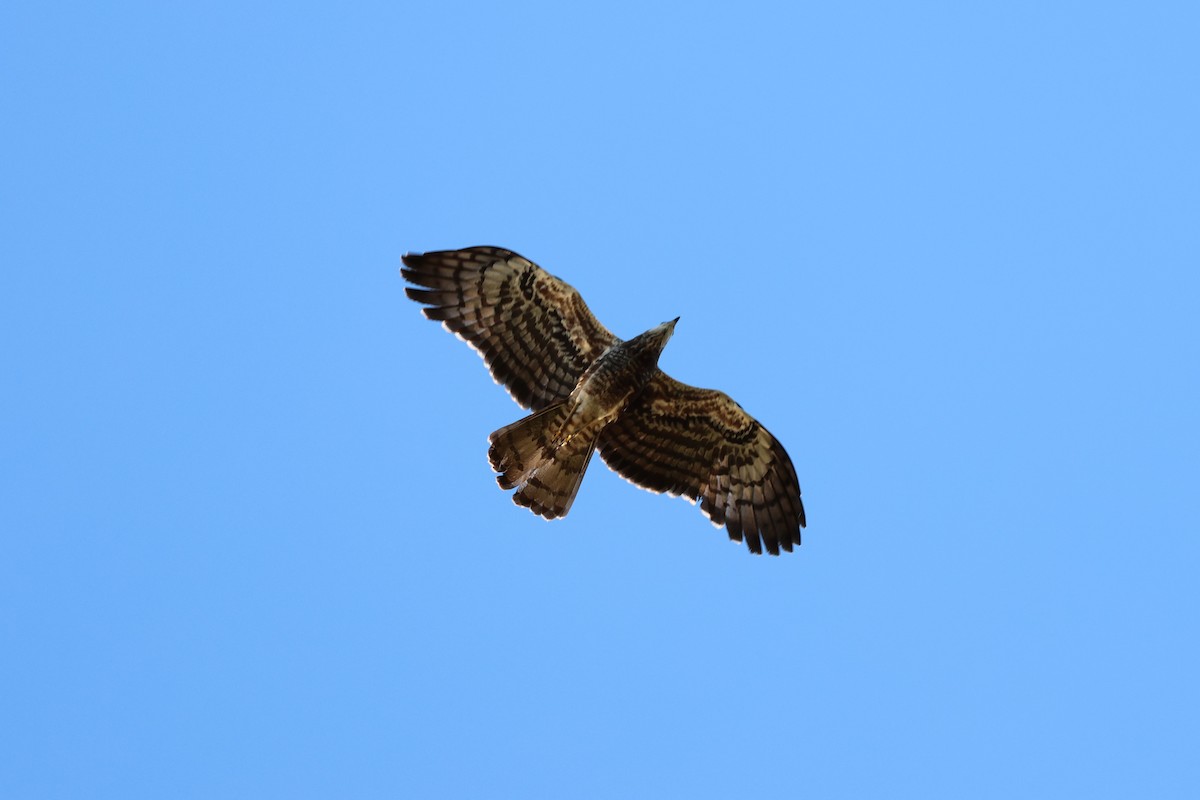 Madagascar Harrier-Hawk - ML638573084