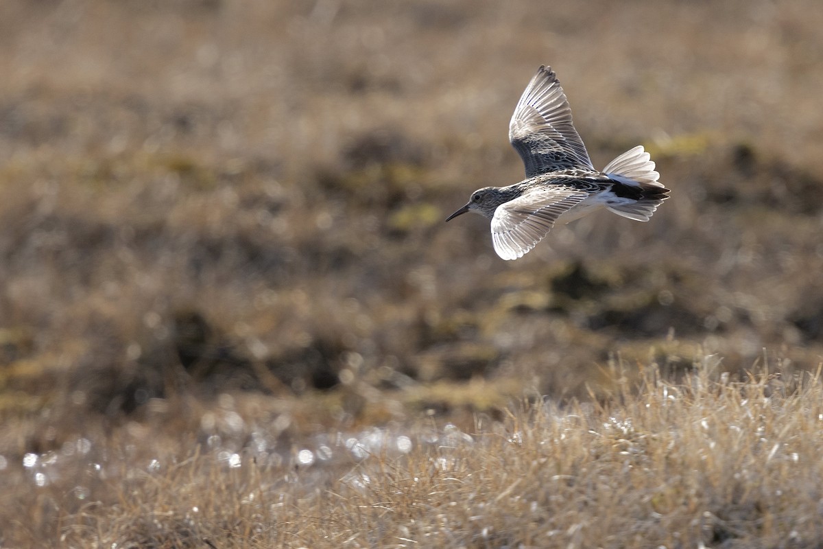 Pectoral Sandpiper - ML638573104
