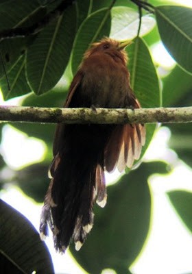 Little Cuckoo - ML638573122