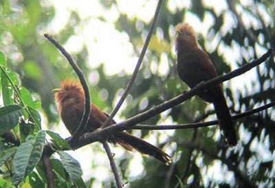 Little Cuckoo - ML638573123