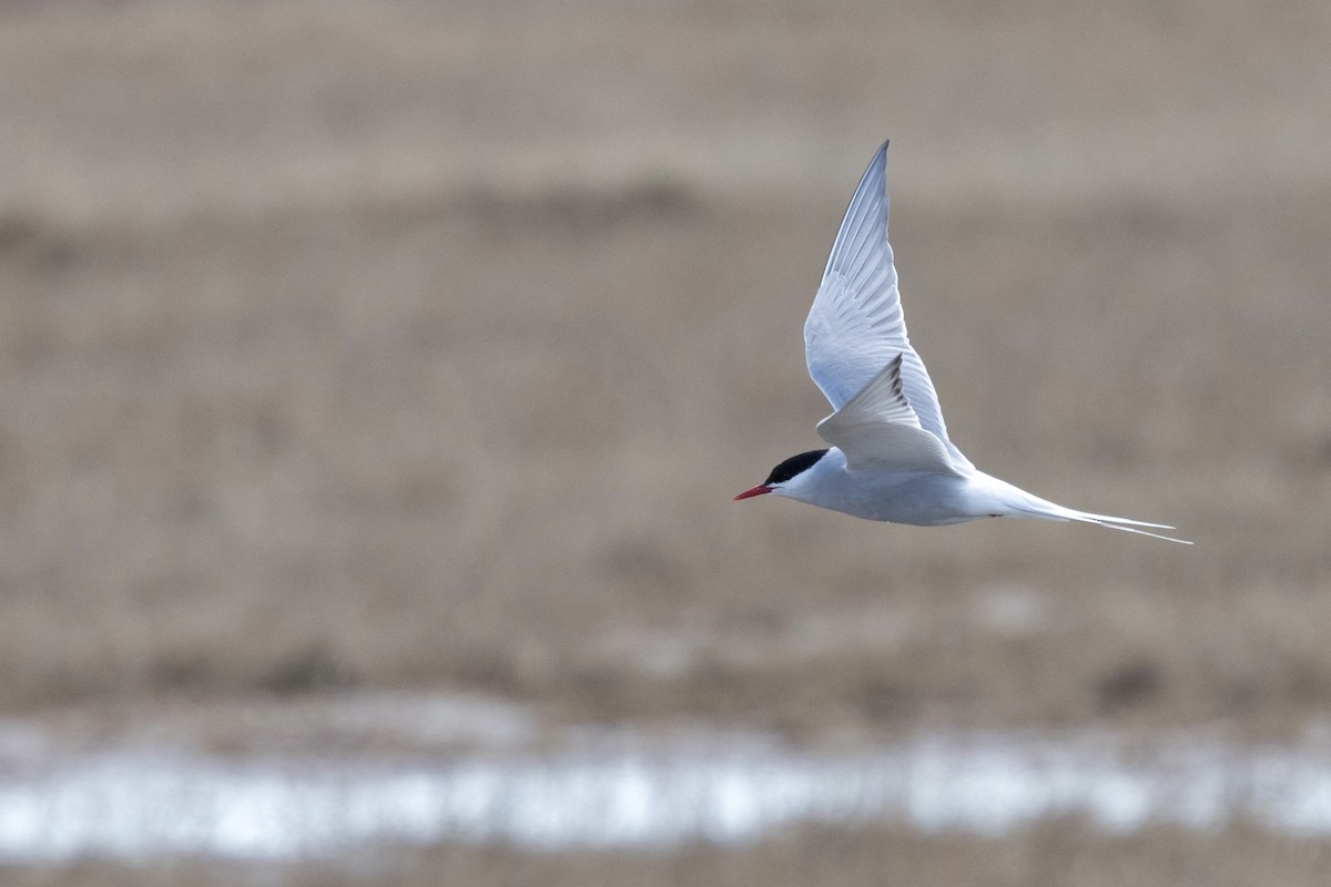 Arctic Tern - ML638573167
