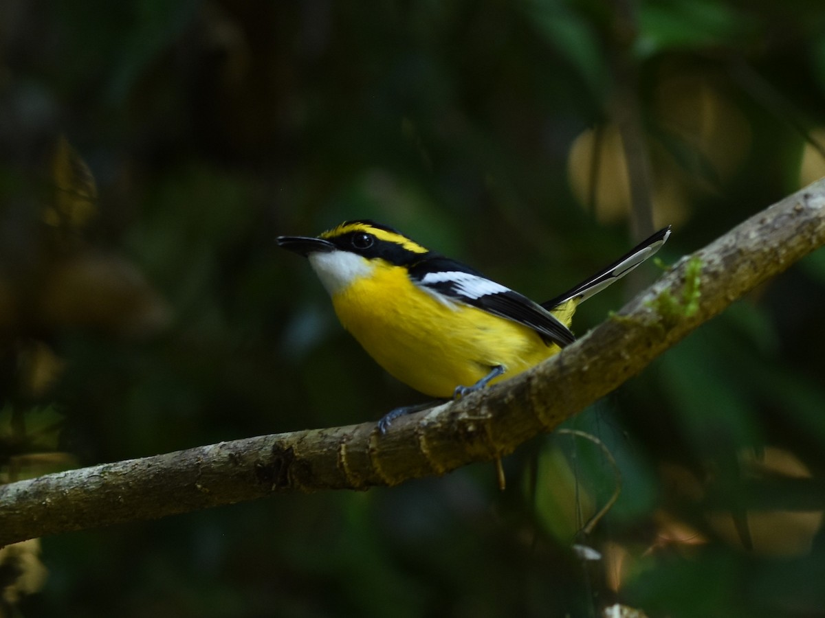 Yellow-breasted Boatbill - ML638573174