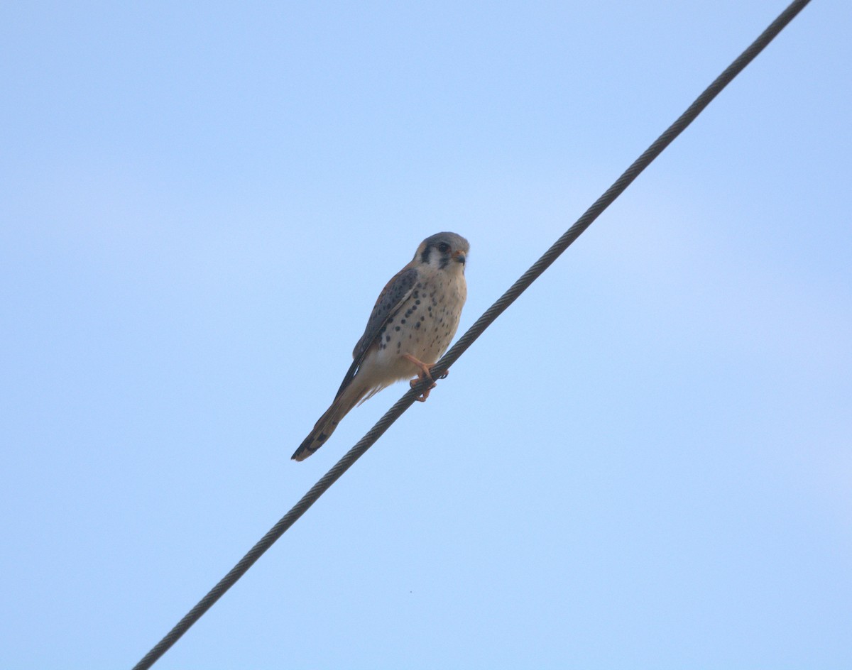 American Kestrel - ML638573181