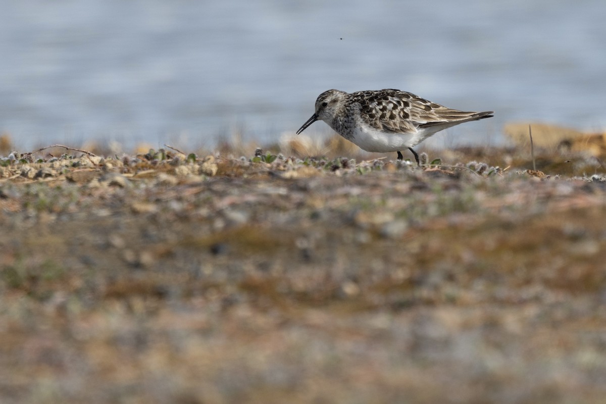 Baird's Sandpiper - ML638573204