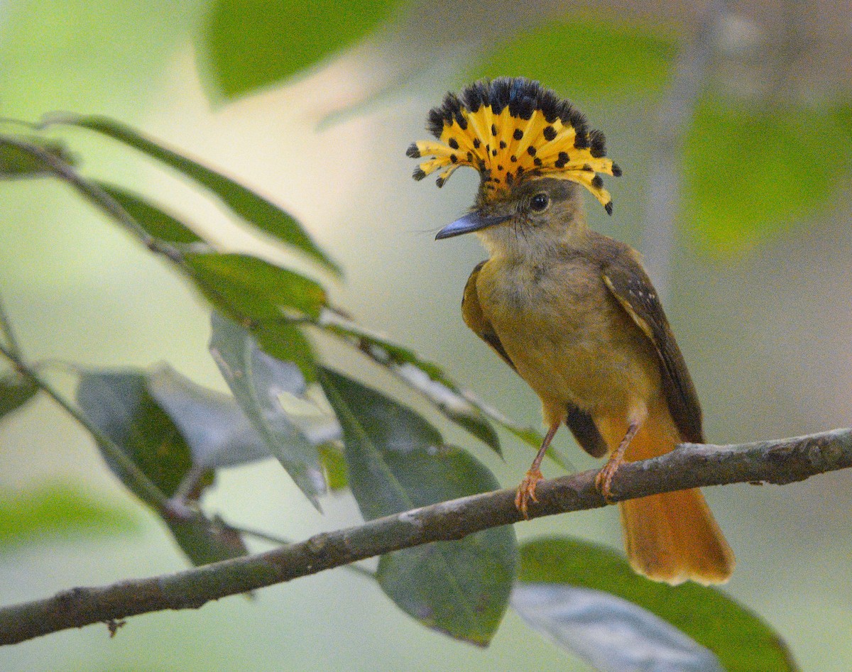 Tropical Royal Flycatcher - ML638573214
