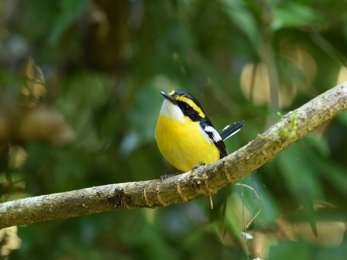 Yellow-breasted Boatbill - ML638573266