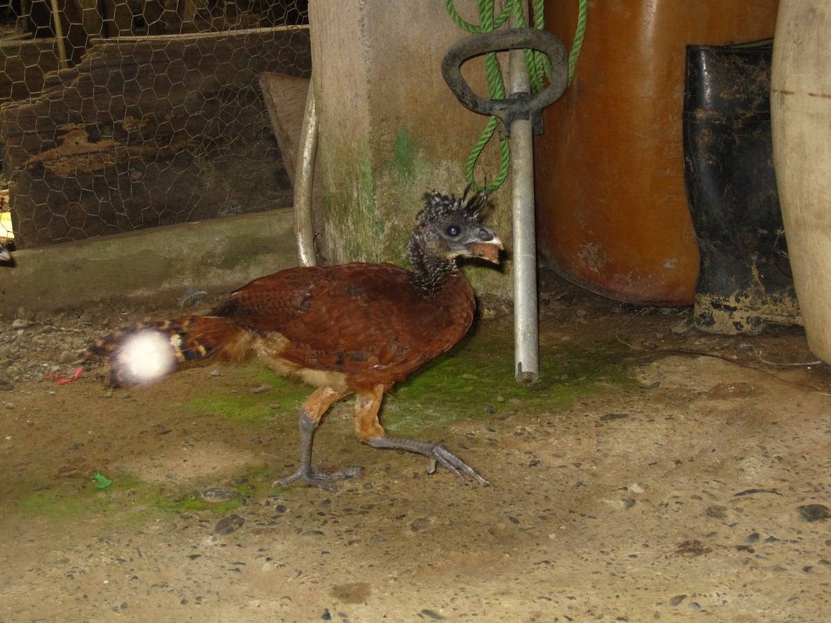 Great Curassow - ML638573284