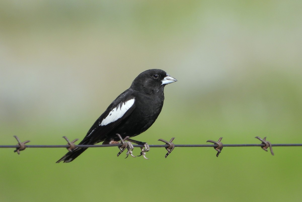 Lark Bunting - ML638573296