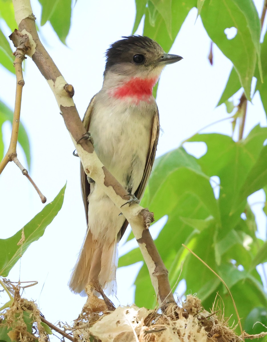 Rose-throated Becard - ML638573297