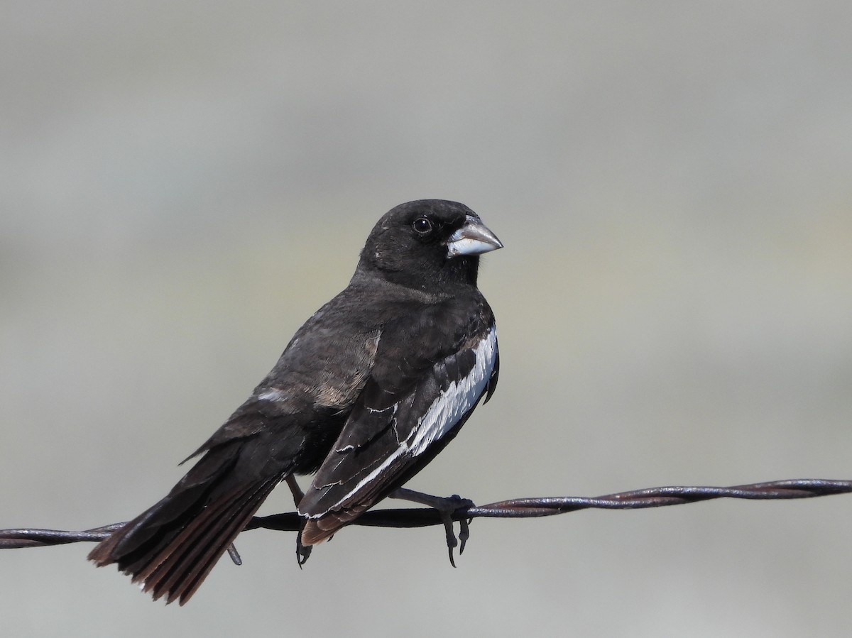 Lark Bunting - ML638573300