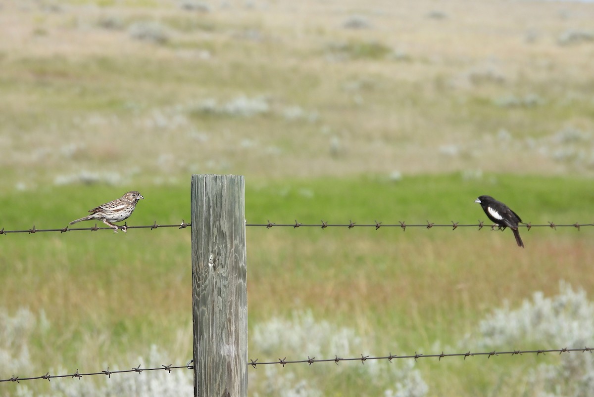 Lark Bunting - ML638573301