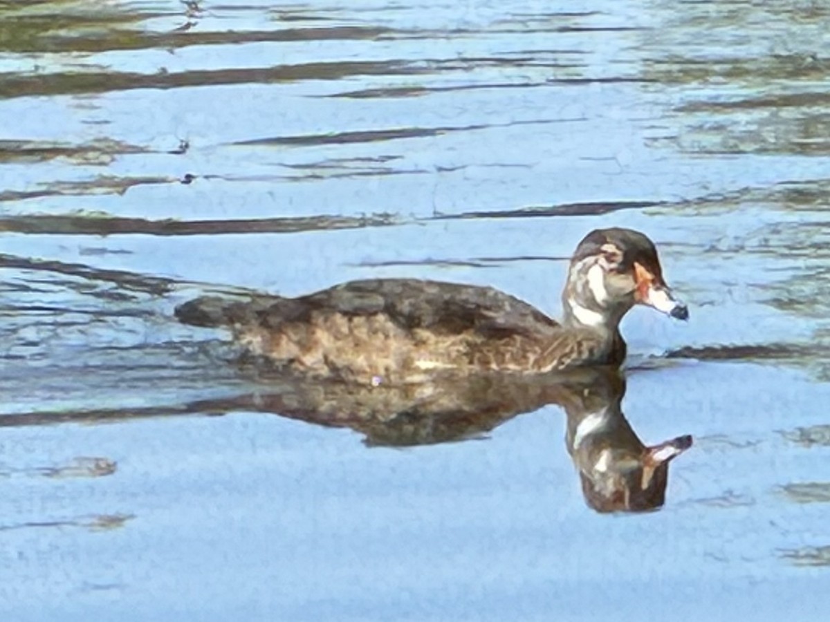 Wood Duck - ML638573303