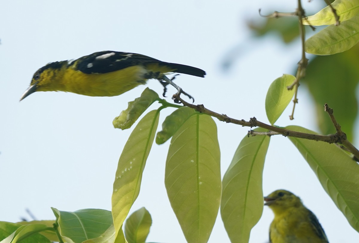 Common Iora - ML638573304