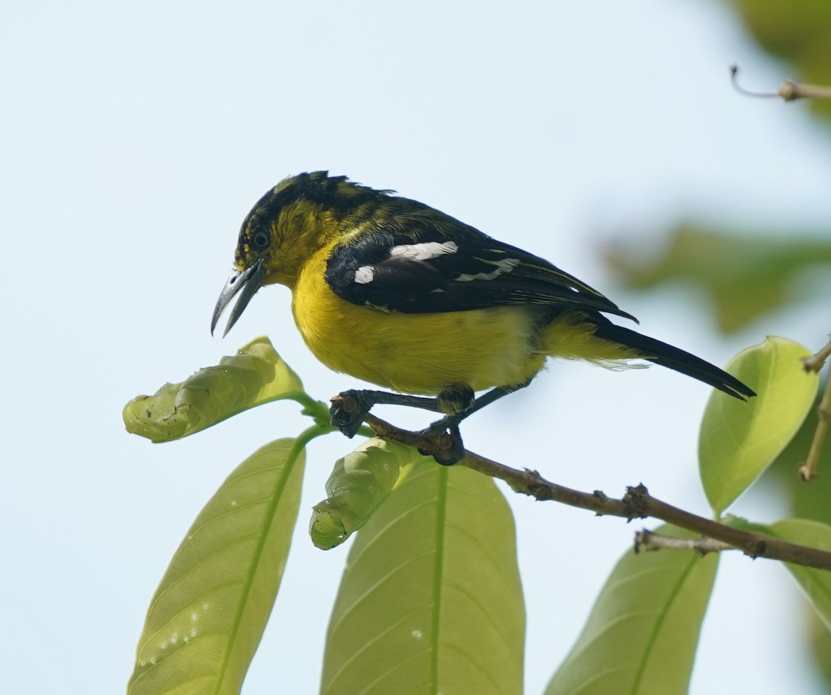 Common Iora - ML638573305