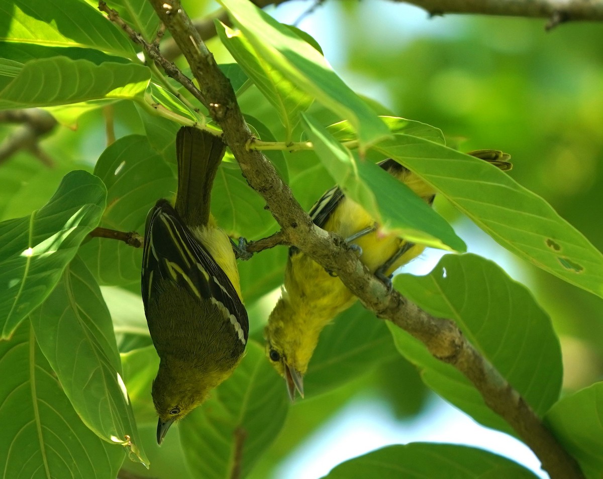 Common Iora - ML638573306