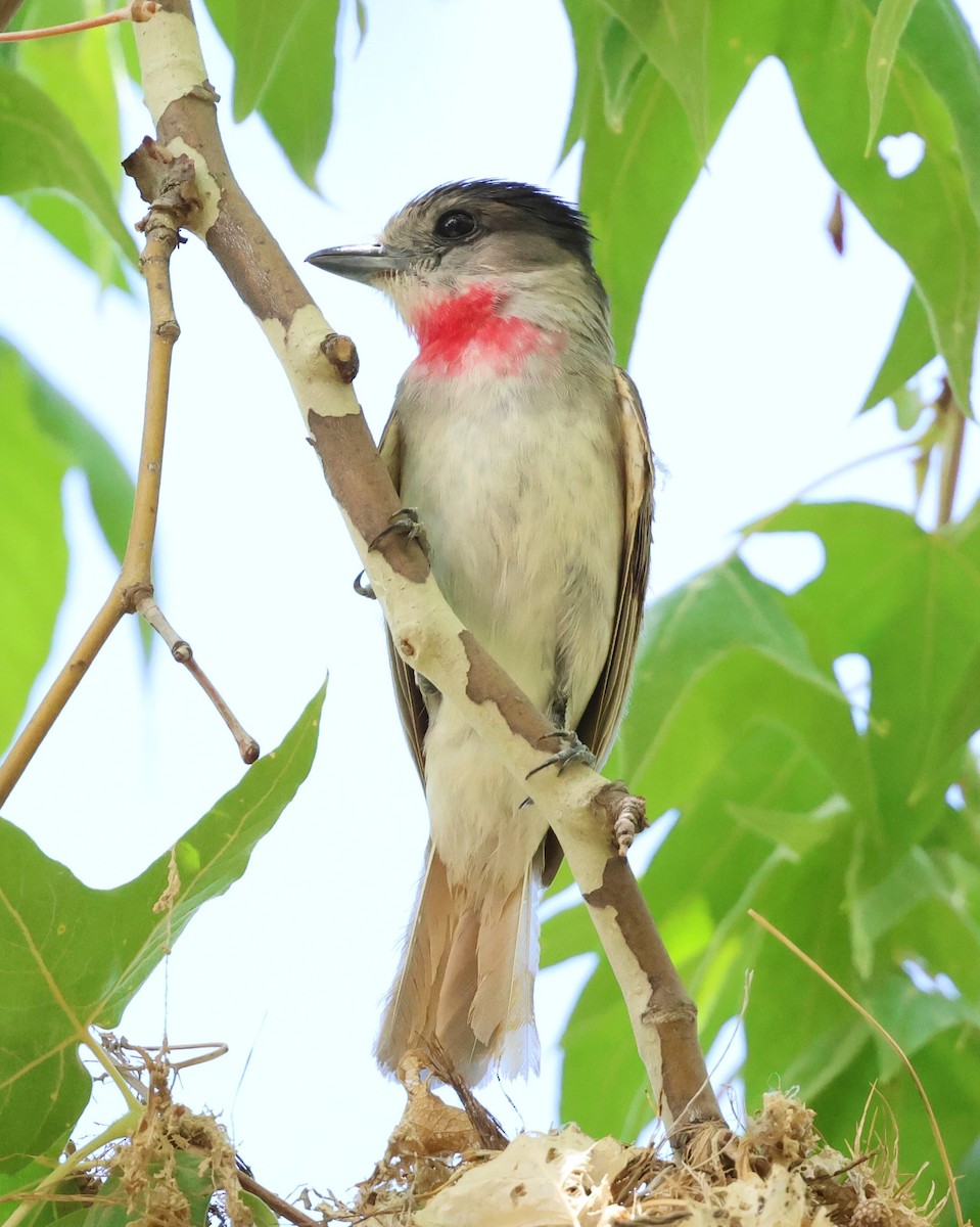 Rose-throated Becard - ML638573308