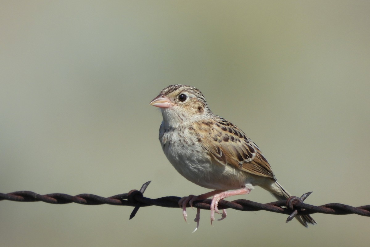 Baird's Sparrow - ML638573309