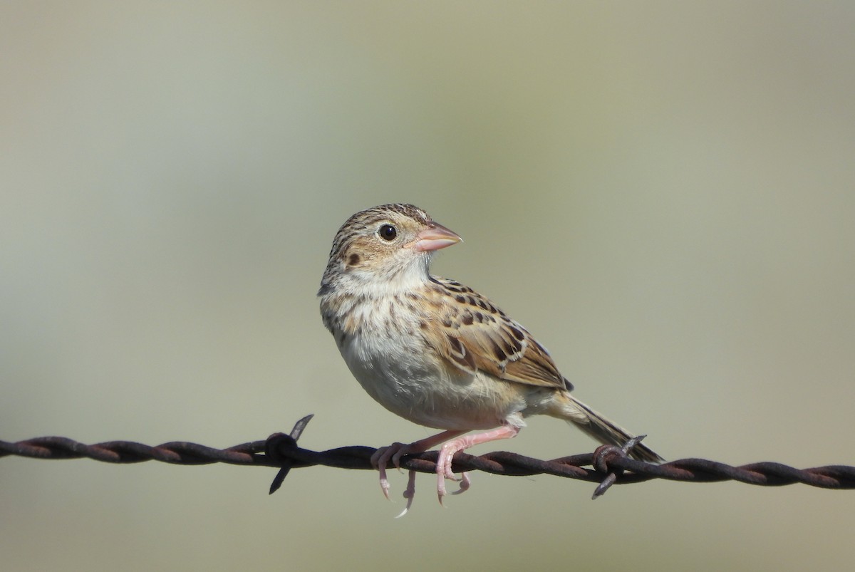 Baird's Sparrow - ML638573310