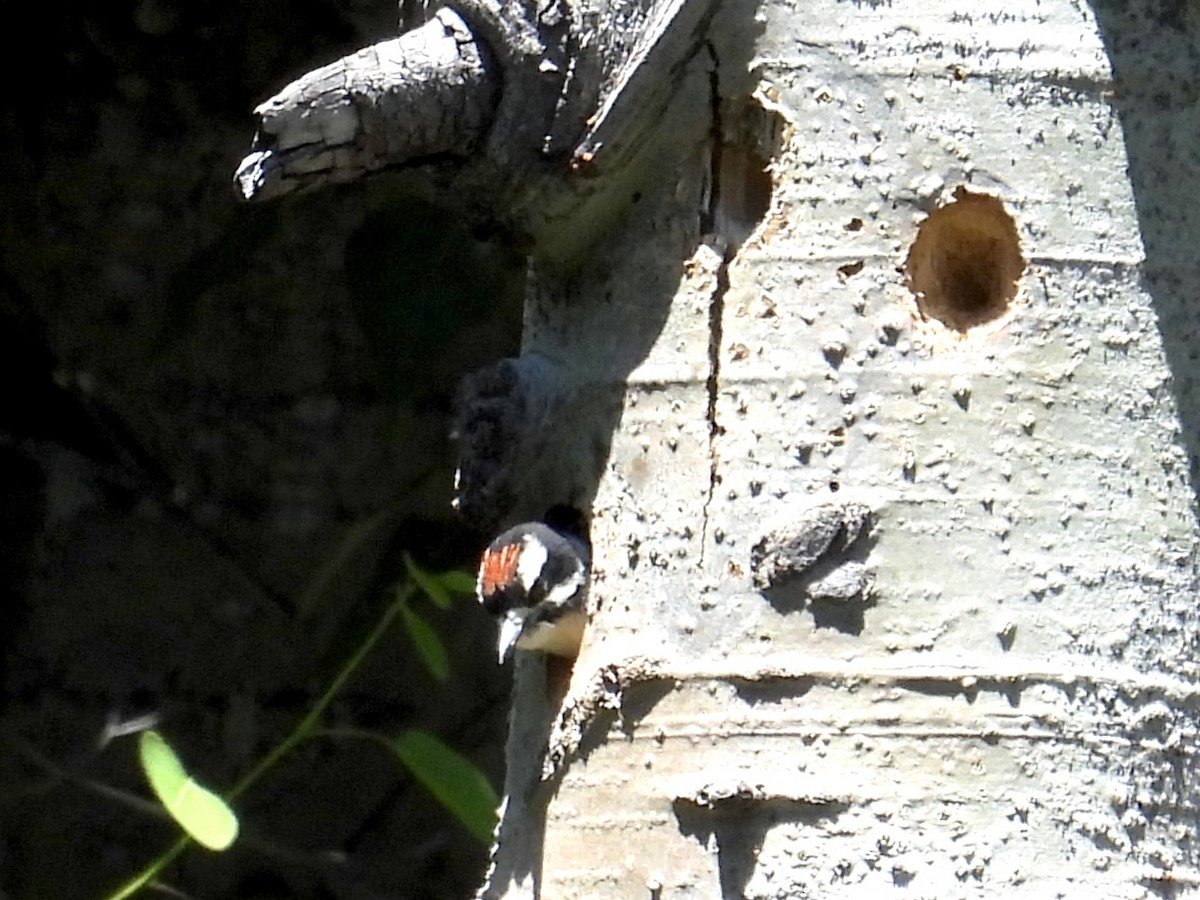 Hairy Woodpecker - ML638573311