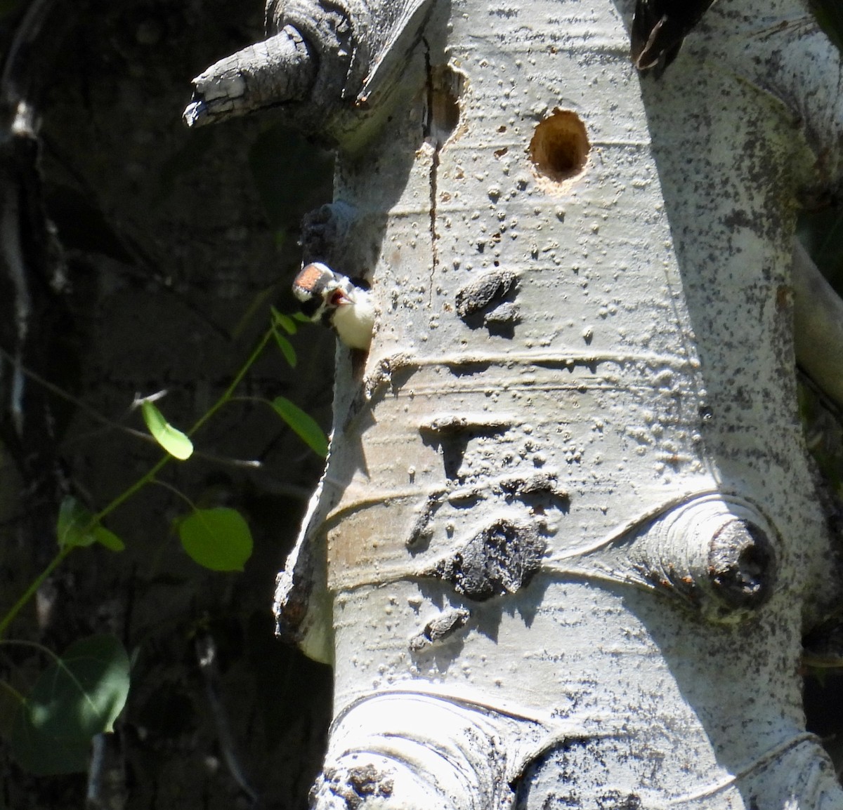 Hairy Woodpecker - ML638573312