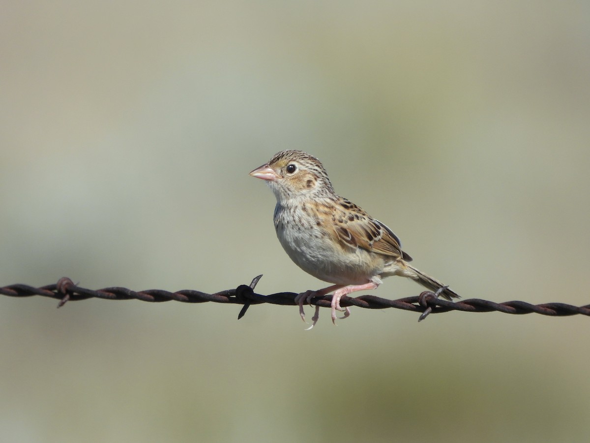 Baird's Sparrow - ML638573314