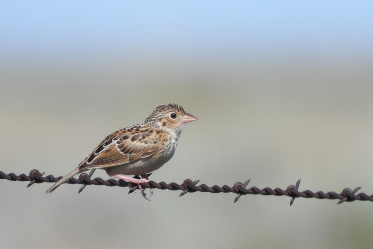 Baird's Sparrow - ML638573315