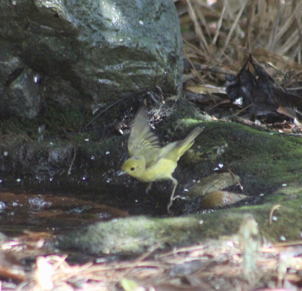 Yellow Warbler - ML638573318