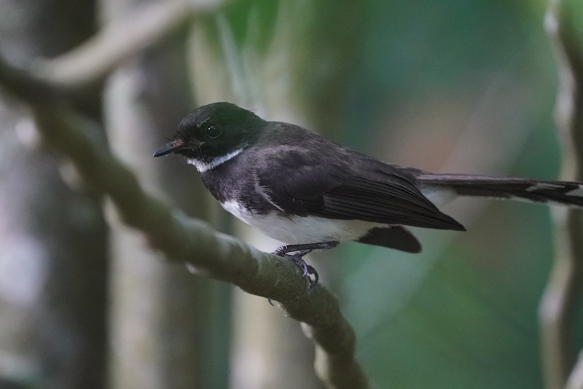 Malaysian Pied-Fantail - ML638573320