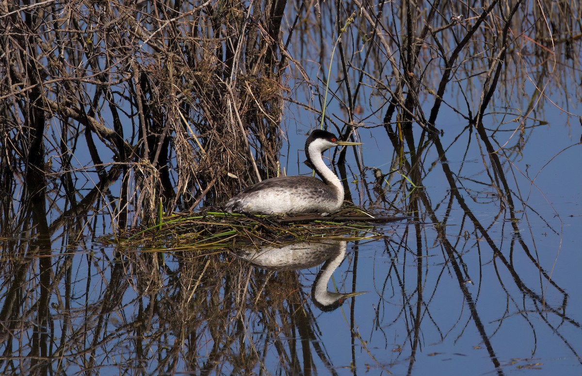 Western Grebe - ML638573321