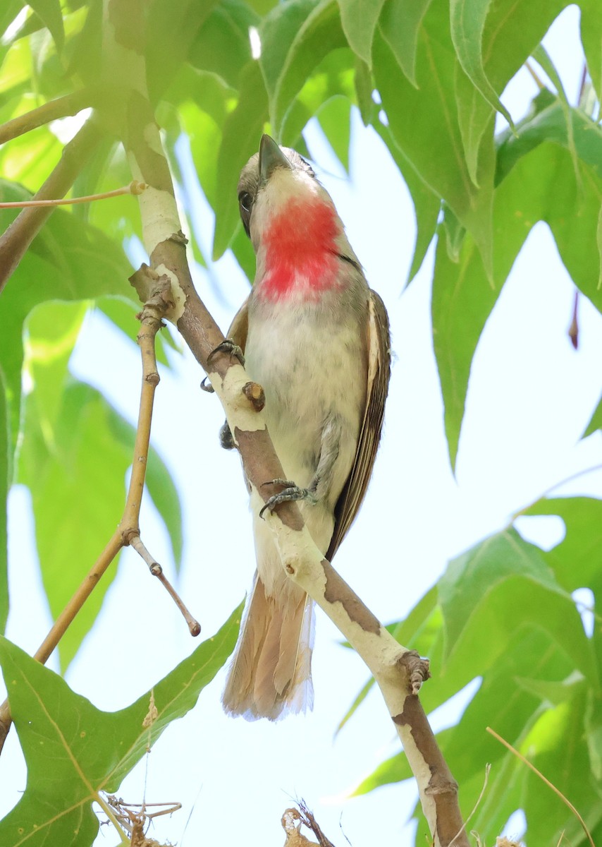 Rose-throated Becard - ML638573322