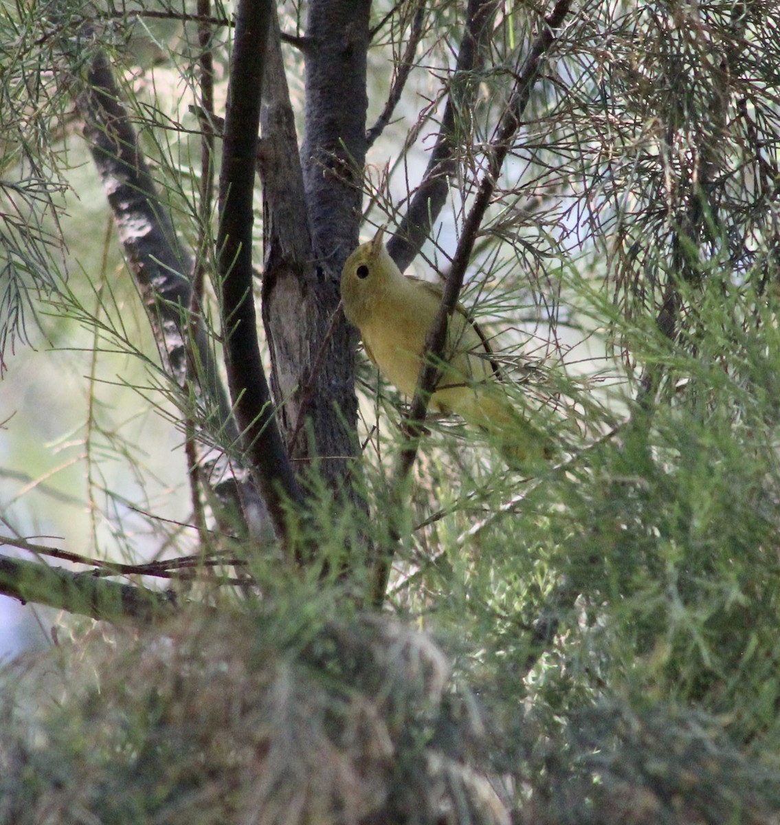 Yellow Warbler - ML638573323