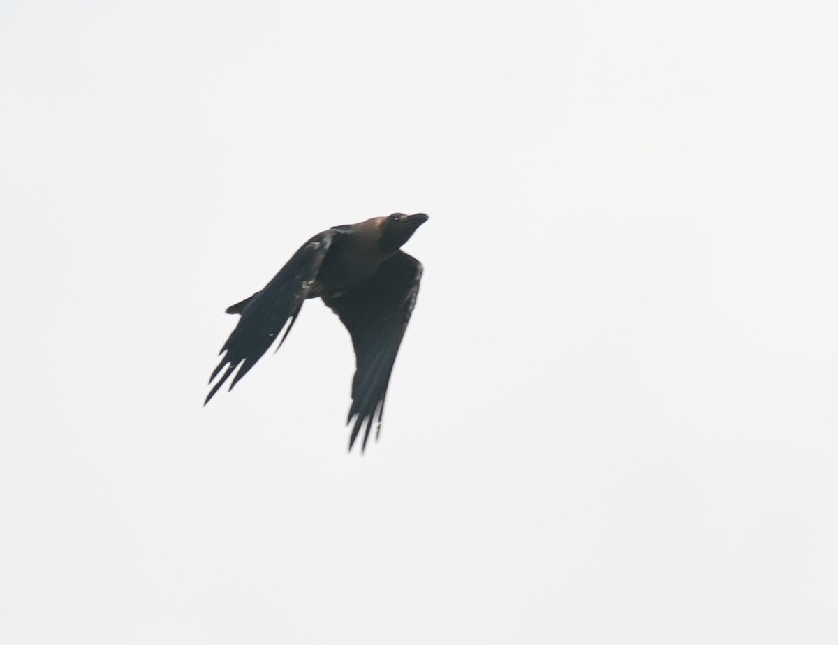 House Crow - ML638573325